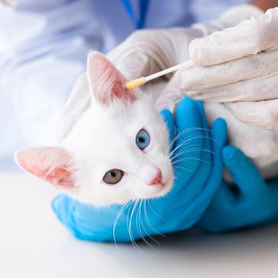 PET EAR CLEANING